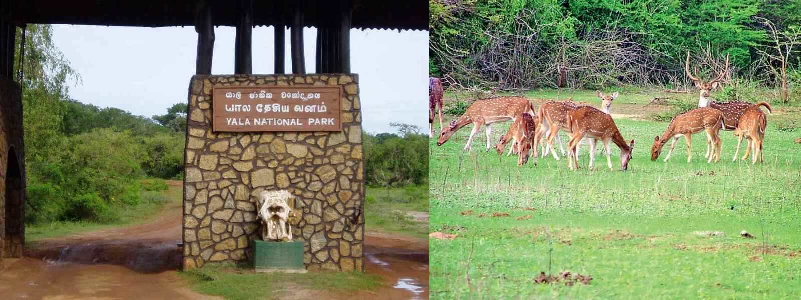 වසා දැමුණු යාල වනෝද්‍යානයේ කලාප යළි විවෘත වෙයි